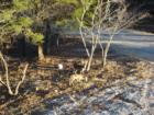 A common site at the resort.