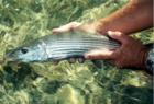 Catch and release