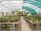 The Orchid Trail in Morrisville has over 9 greenhouses where they care for orchids year-round.