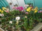 Here is a sampling of the orchids for sale at The Orchid Trail. 