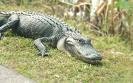 Shark Valley Local Resident