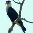 Everglades Carcara (Mexico national bird)