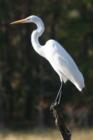 Everglades resident - Great Egret