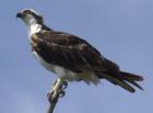 Everglades Osprey