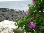 Rye Beach Sea Rose