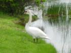 Swans that live in the Marshes on Rte 1A
