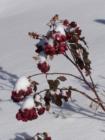 Roses covered by the first snow of winter 2007 in Eden Prairie.
