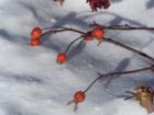 Left over berries covered by a little snow in Minnetonka.
