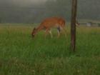 WILDLIFE