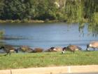 Resident Geese at lake in Germantown, Maryland in Montgomery County
