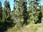 Forest below the South slopes of Mt. Baker