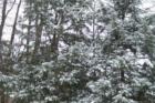 Nashua - winter 2007 - 1st storm
      (c) 2007 Joan Whitebook
      