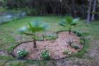 Palm Tree Garden