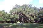 "Fairchild" Oak Tree