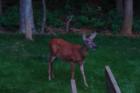robbinsville deer