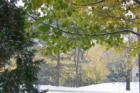 Winter in Nashua - 1st snow
      (c) 2007 Joan Whitebook