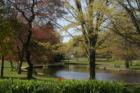 Milford Duck Pond