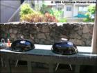 Lahaina Residential, Lahaina, Maui Hawaii  <a href="http://www.garybland.com">http://www.garybland.com</a>
      
      <a href=" http://www.realestatemaui.us">Visit my Maui Real Estate weblog.</a>
      