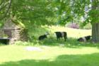 The "Oreo Cookie Cows" in Bethany