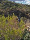 Day Hiker in Catalina State Park