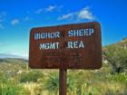 Bighorn Sheep management area.  No dogs allowed!