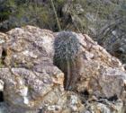 Desert survivor, saguaro cactus growing in rock crevice.  Catalina State Park