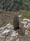 Toughing it out; saguaro takes root in granite home.