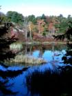 Fall Color