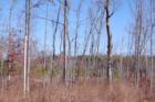 Pine Valley - Wooded neighborhood