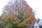 Mature trees