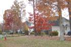 Mature Trees