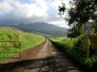 Sugar cane road near Haleiwa, HI