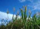 The sugar cane in bloom - December on maui
