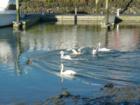 Swans in Milford Harbor