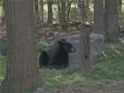 "The Guest Has Arrived"
       American Black Bear 
      (Ursus americanus)