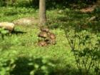 Turkey Poult Sculpture
      (Meleagris gallopavo)