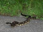 Another Visitor to Edison Acres Sparlem
      Eastern Diamondback Rattlesnake 
      (Crotalus adamanteus)