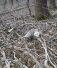 "He's Not Dead"
      Opossum (Didelphis virginiana)
