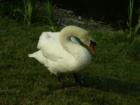 Mute Swan(Cygnus olor) from Jefferson Township Pond
      Non-native Species from Eurasia- 
      HIGHLY destructive to Plantlife and Ecosystems in General 