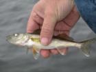 Monster Walleye
      (Sander vitreus vitreus, formerly Stizostedion vitreum vitreum)