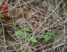 Can you see the fawn?
      Whitetail Deer(Odocoileus virginianus)