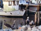 Pelicans hanging around at the old Joe Patti docks. These docks were destroyed by hurricane Ivan. 