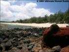 Spreckelville, Paia, Maui Hawaii  <a href="http://www.garybland.com">http://www.garybland.com</a>
      
      <a href=" http://www.realestatemaui.us">Visit my Maui Real Estate weblog.</a>
      