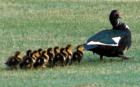 A momma duck with her ducklings taking a stroll in Scenic Hills, a neighborhood adjacent to University of West Florida