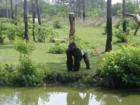 Guerilla from the Gulf Breeze zoo. Guerillas are mostly muscle, so if he goes in that water he will sink like a rock. 