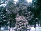 First snow of the 2007 chilly season in Brambleton's Town Park