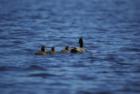 Ducks in a row