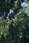 Bald Eagle on the Weatherwax property!