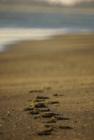 Footprints in the sand