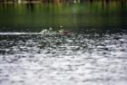 Busy beaver in Duck Lake